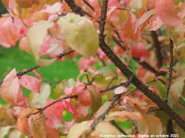 Euonymus verrucosus