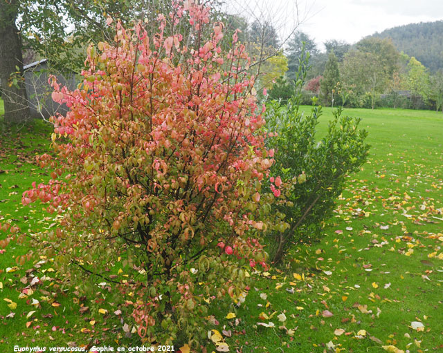 Euonymus verrucosus