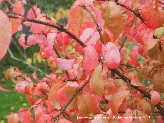 Euonymus verrucosus'