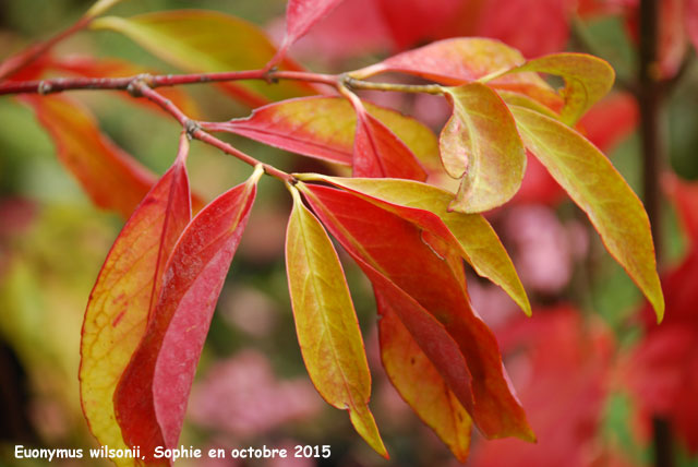 Euonymus wilsonii