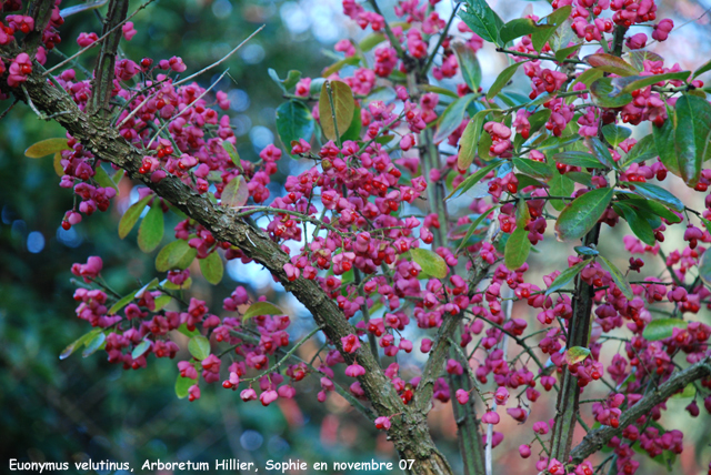 Euonymus velutinus