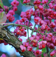 Euonymus velutinus