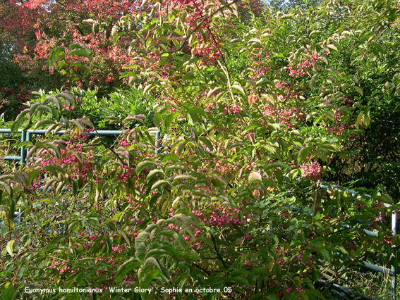 Euonymus hamiltonianus 'Winter Glory'