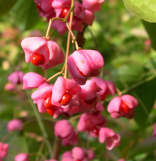 Euonymus hamiltonianus 'Winter Glory'