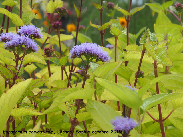 Eupatorium coelestinum