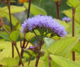 Eupatorium coelestinum