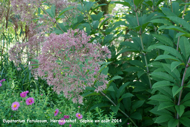 Eupatorium fistulosum