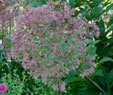 Eupatorium fistulosum