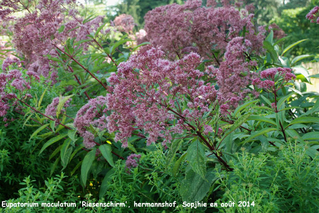 Eupatorium maculatum 'Riesenschirm'