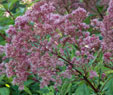 Eupatorium maculatum 'Riesenschirm'