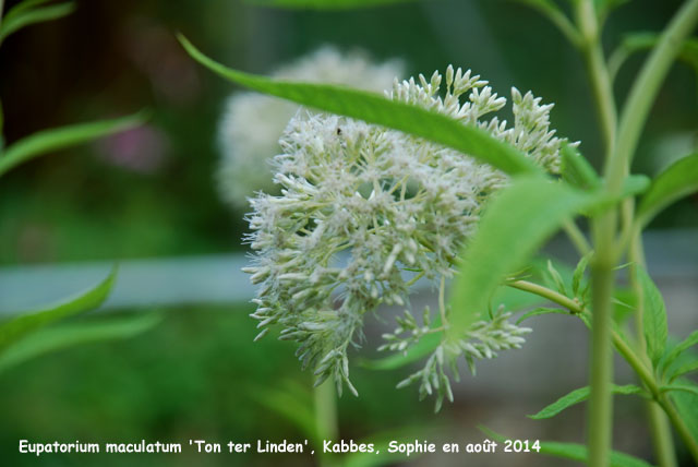 Eupatorium maculatum 'Ton Ter Linden'