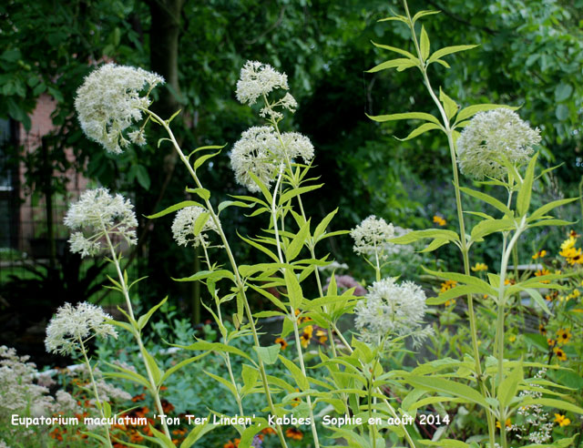 Eupatorium maculatum 'Ton Ter Linden