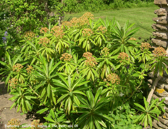 Euphorbia mellifera