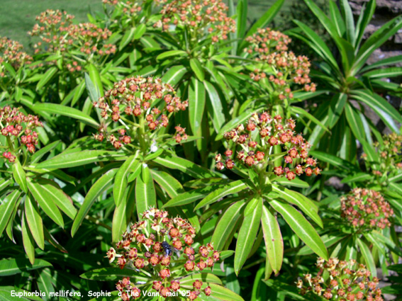 Euphorbia mellifera