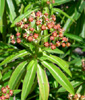 Euphorbia mellifera