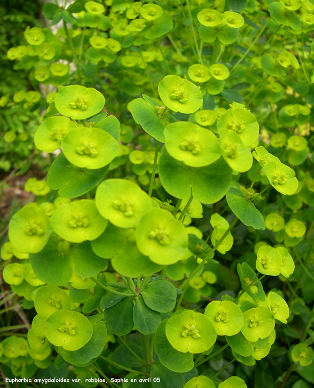 Euphorbia amygdaloïdes var. robbiae