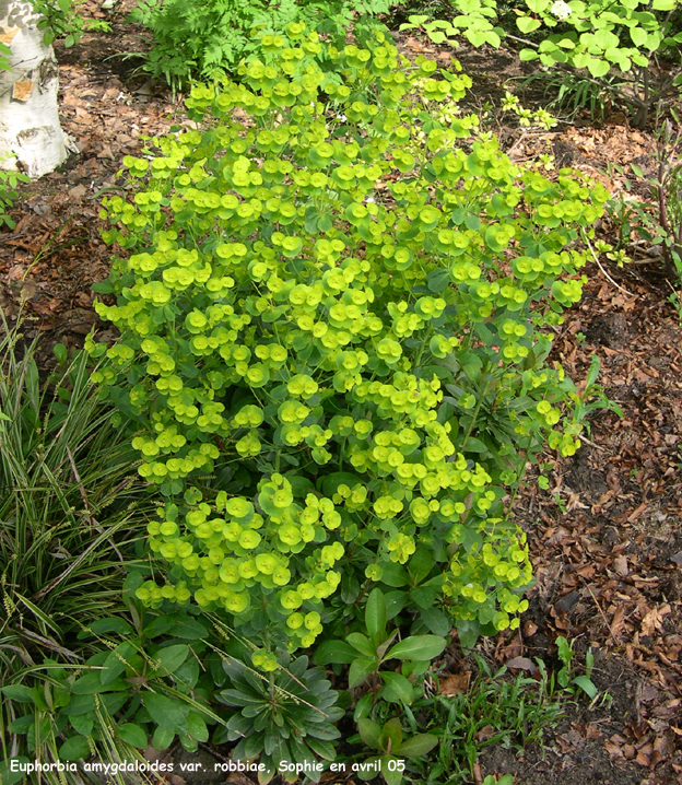Euphorbia amygdaloïdes var. robbiae