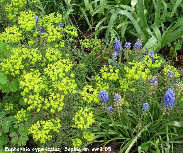 Euphorbia cyparissas