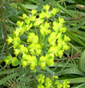 Euphorbia cparissias