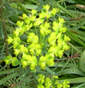 Euphorbia  cyparissias