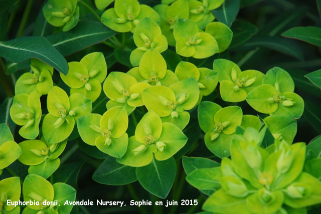 Euphorbia donii