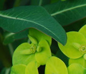Euphorbia donii