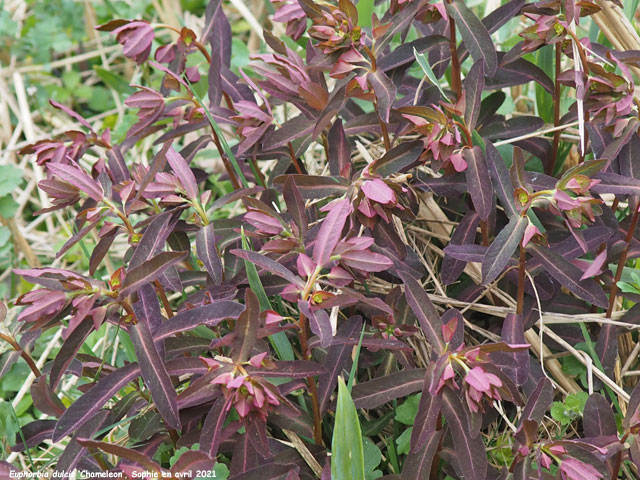 Euphorbia dulcis 'Chameleon'