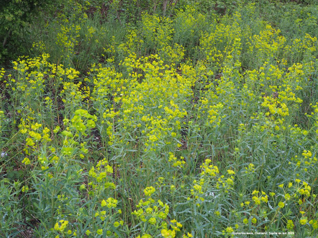 Euphorbia esula