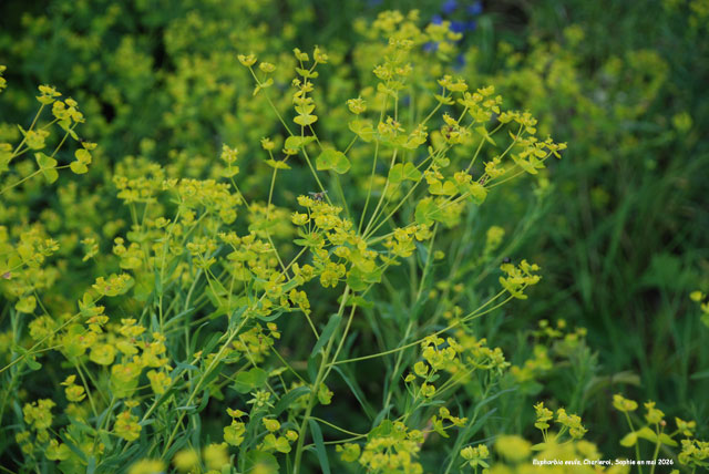 Euphorbia esula
