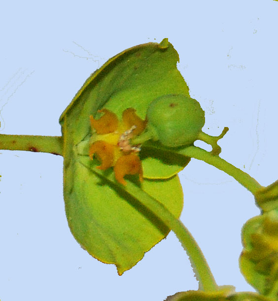 Euphorbia esula