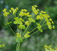 Euphorbia esula