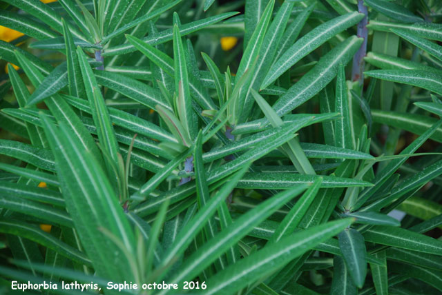 Euphorbia lathyris