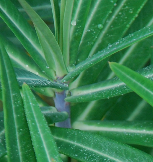 Euphorbia lathyris