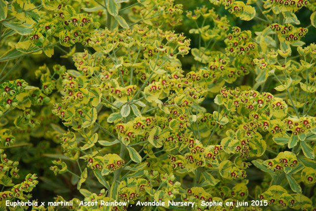 Euphorbia x martinii 'Ascot Rainbow''