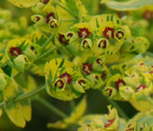 Euphorbia x martinii 'Ascot Rainbow'