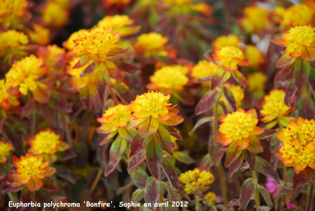 Euphorbia polychroma 'Bonfire'