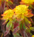 Euphorbia polychroma 'Bonfire'
