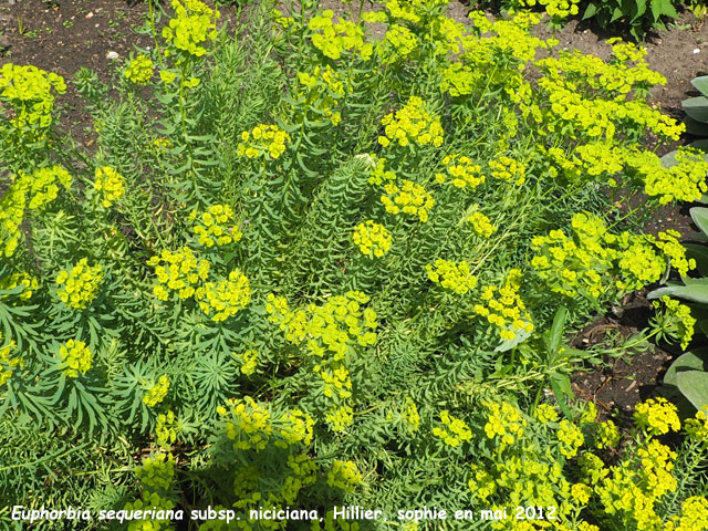 Euphorbia seguieriana subsp. niciciana