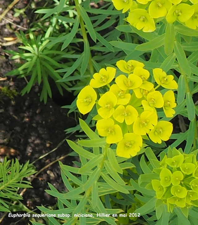 Euphorbia seguieriana subsp. niciciana