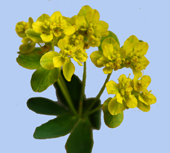 Euphorbia dulcis