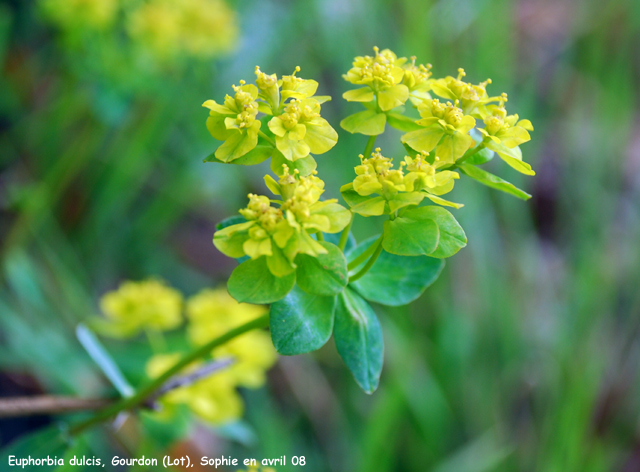 Euphorbia dulcis