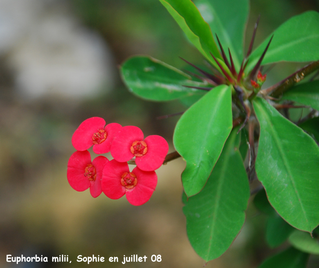 Euphorbia milii