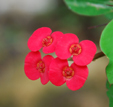 Euphorbia milii