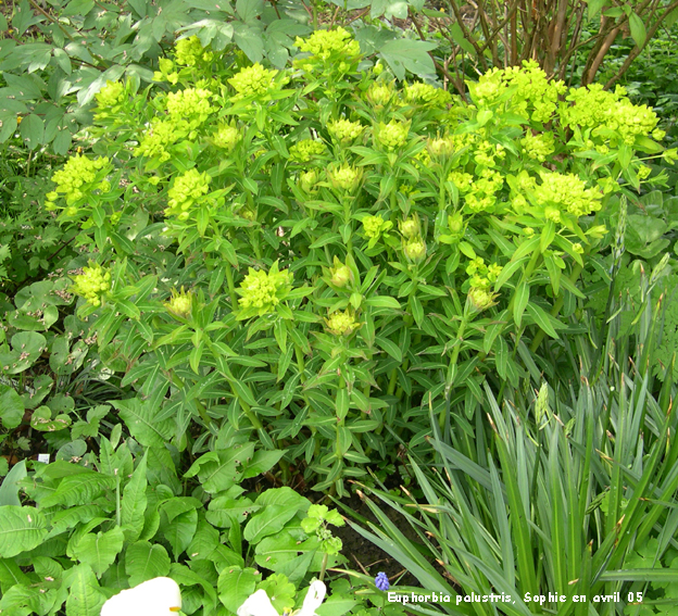 Euphorbia palustris