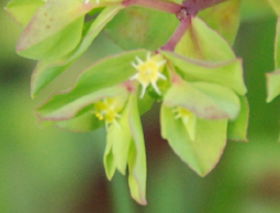 euphorbia peplus