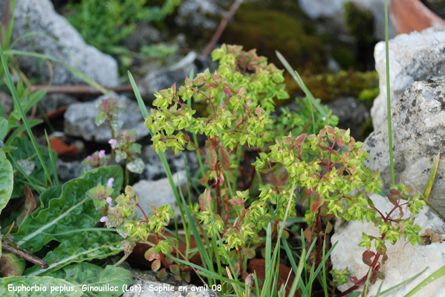 Euphorbia peplus