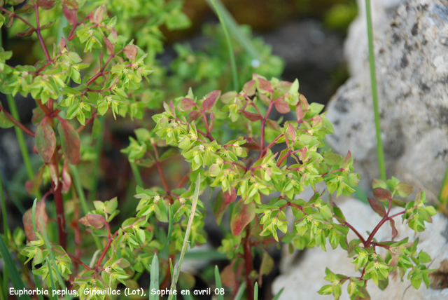 euphorbia peplus