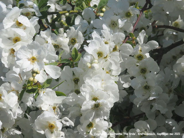 Exochora x macrantha 'The Bride'