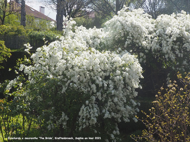 Exochora x macrantha 'The Bride'