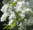 Exochorda x macranthe 'The Bride'